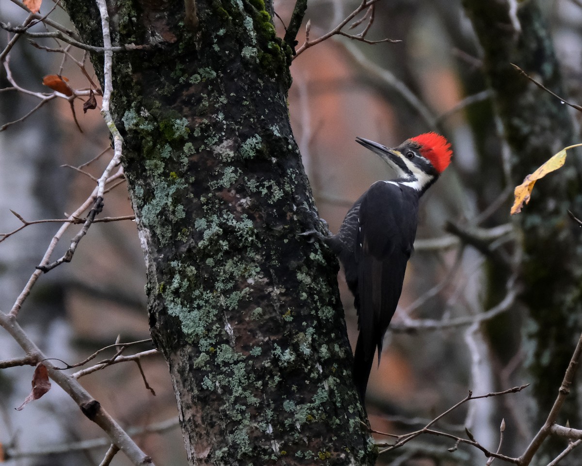 Pileated Woodpecker - ML643981733