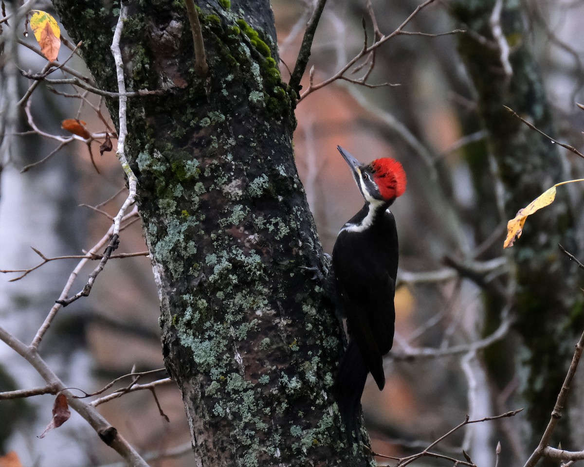 Pileated Woodpecker - ML643981735