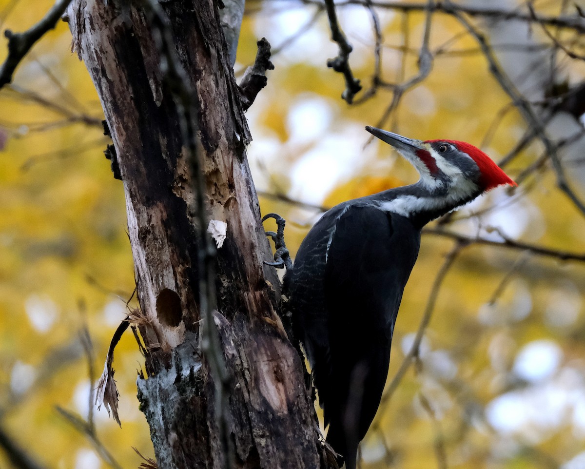 Pileated Woodpecker - ML643981736