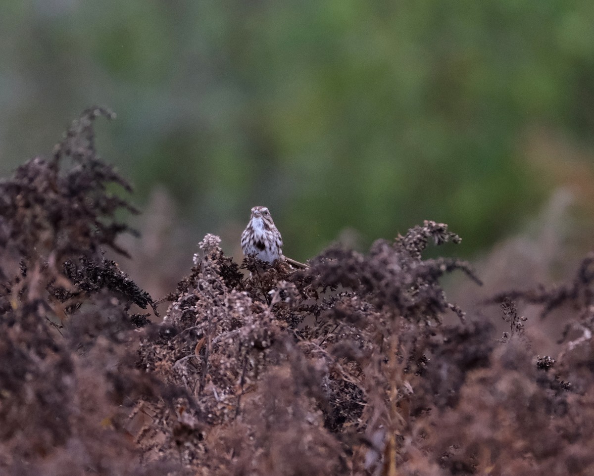 Song Sparrow - ML643981746