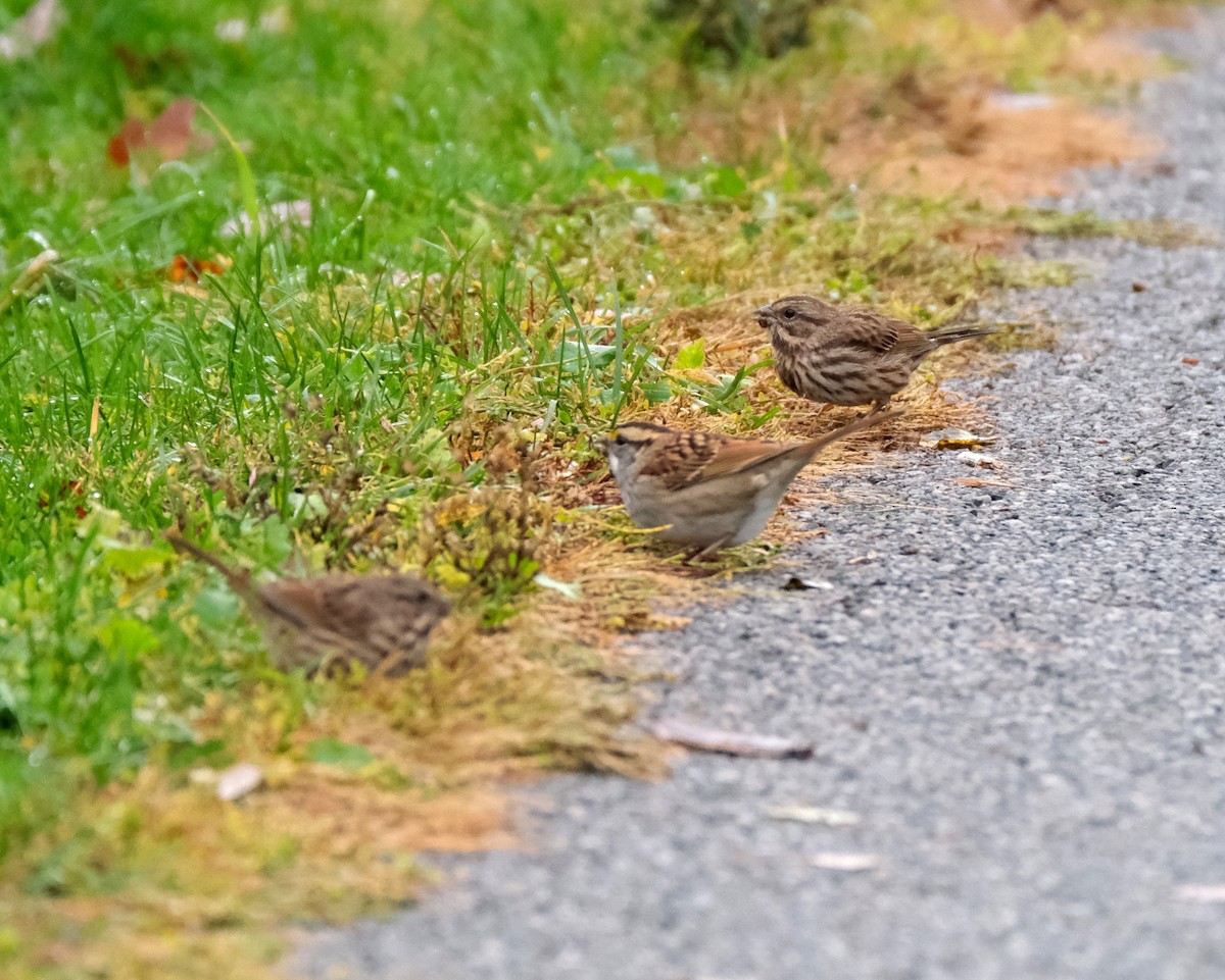 Song Sparrow - ML643981747