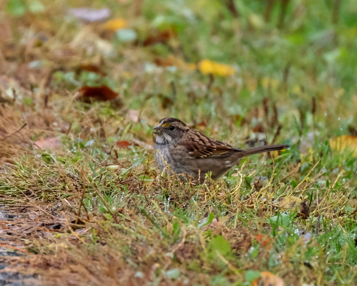 White-throated Sparrow - ML643981749