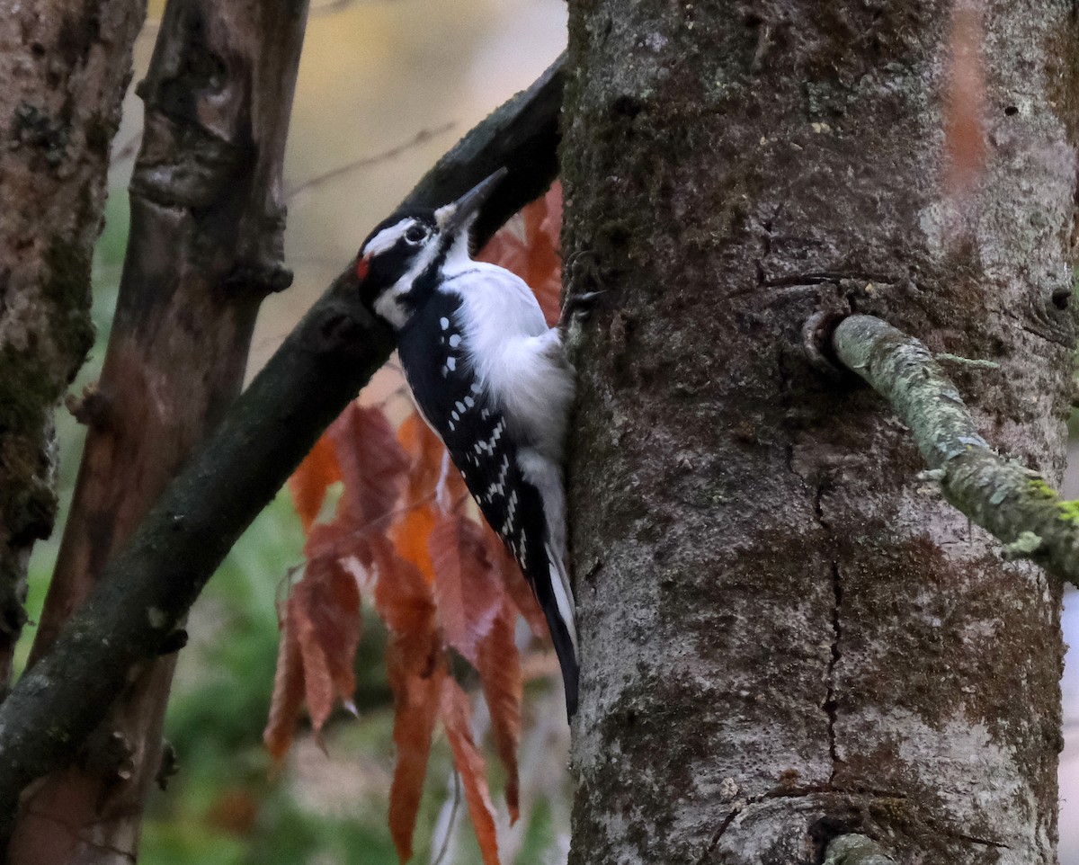 Hairy Woodpecker - ML643981753