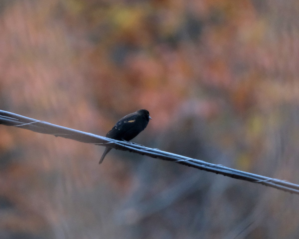 Red-winged Blackbird - ML643981756