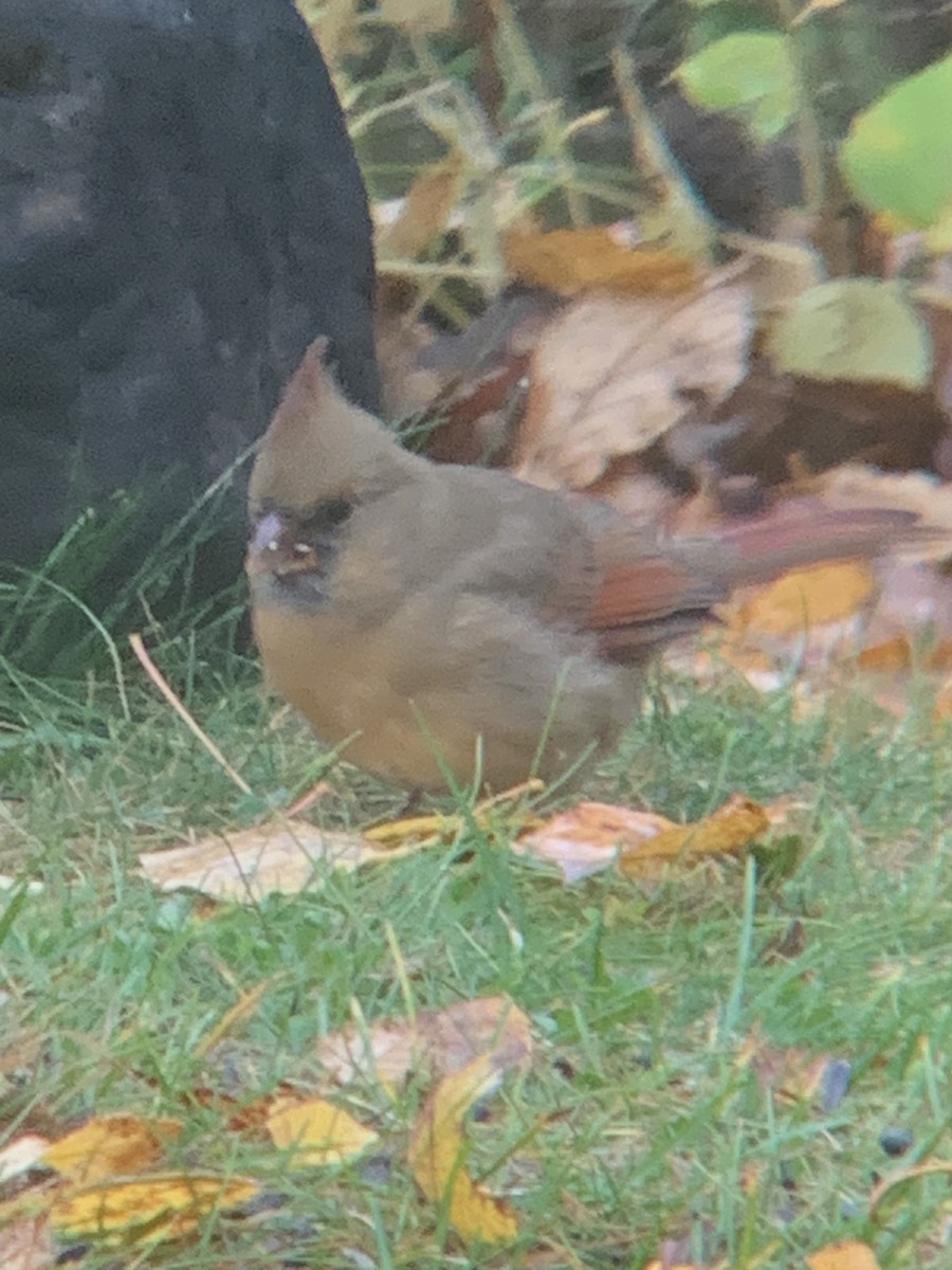Cardinal rouge - ML643981765