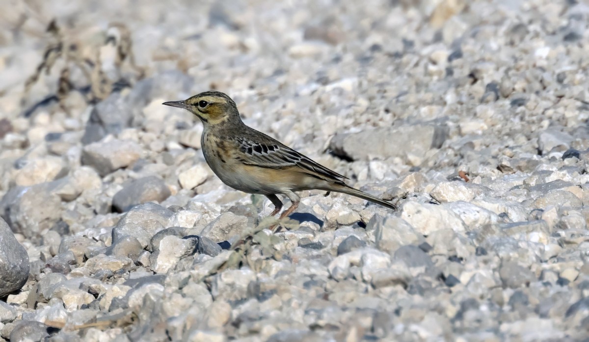 Tawny Pipit - ML643981778