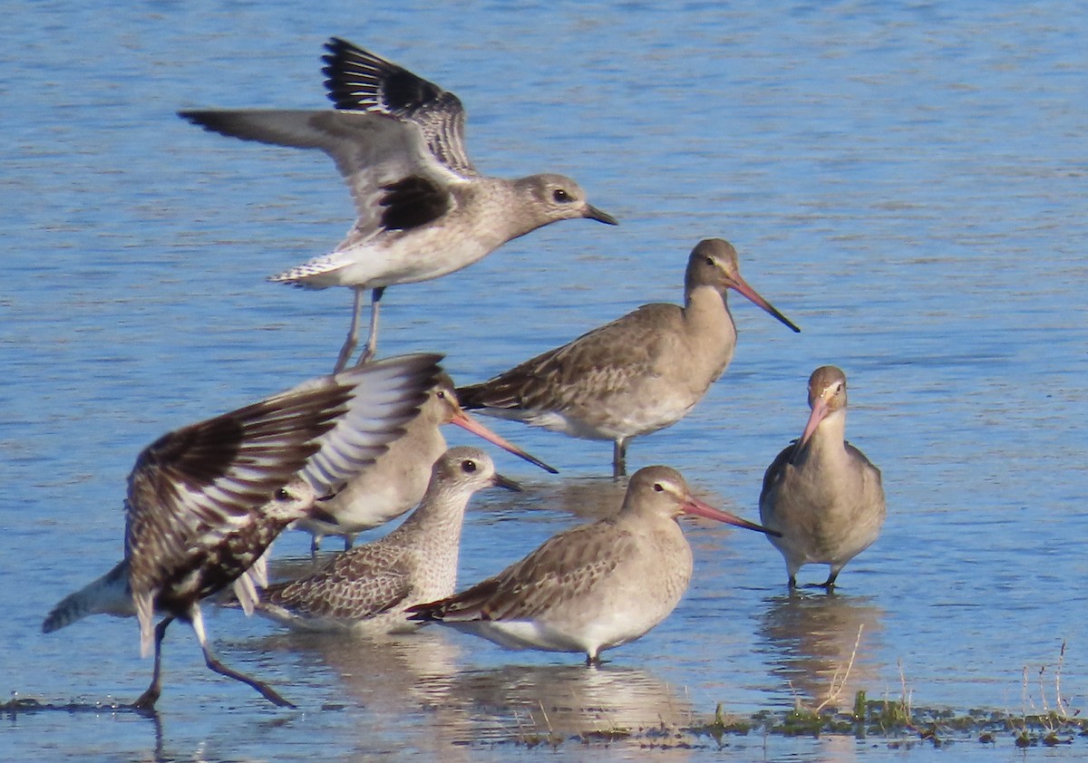 Black-bellied Plover - ML643981782