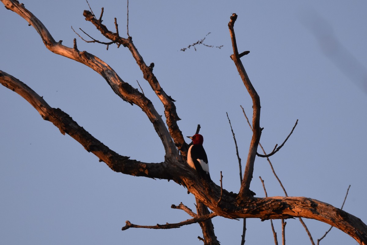Red-headed Woodpecker - ML643981789