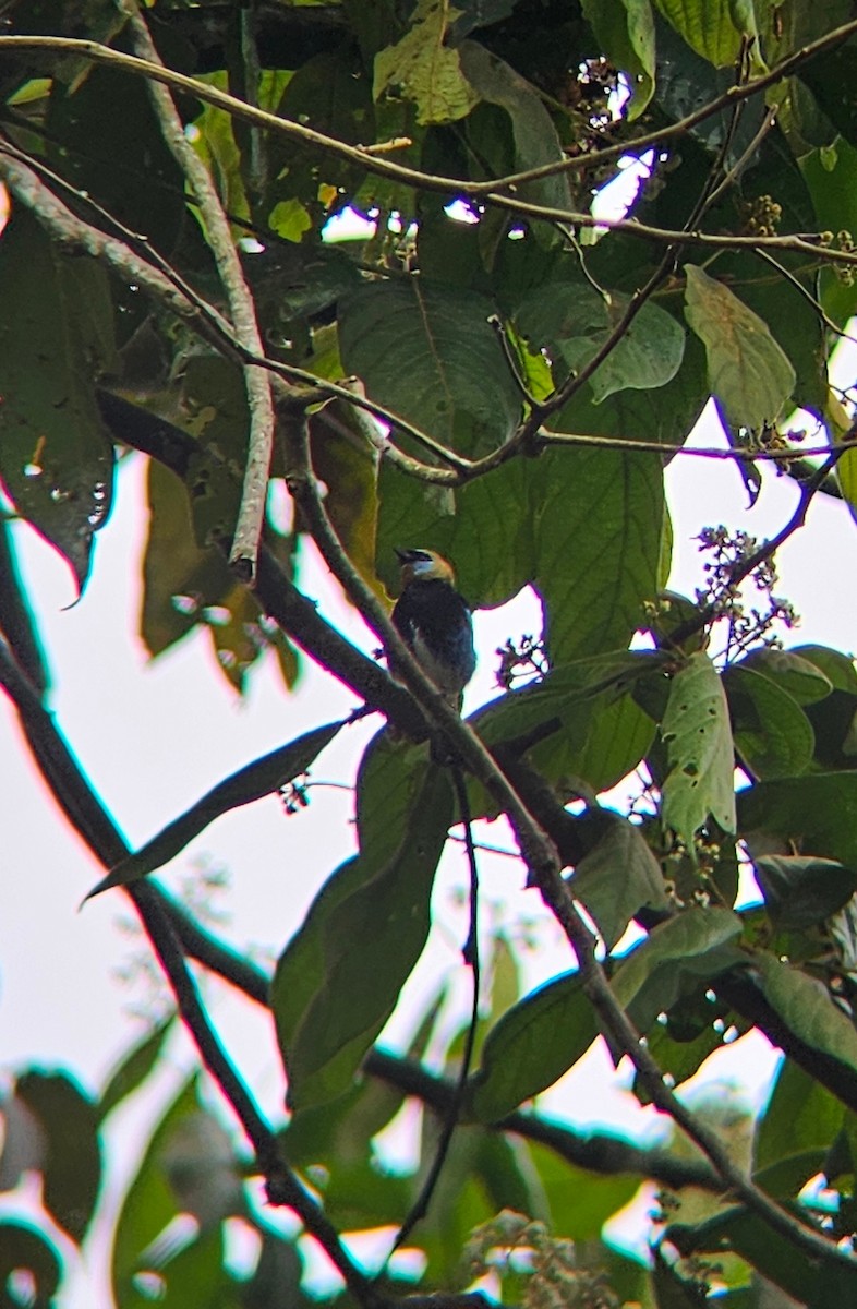 Golden-hooded Tanager - ML643981807