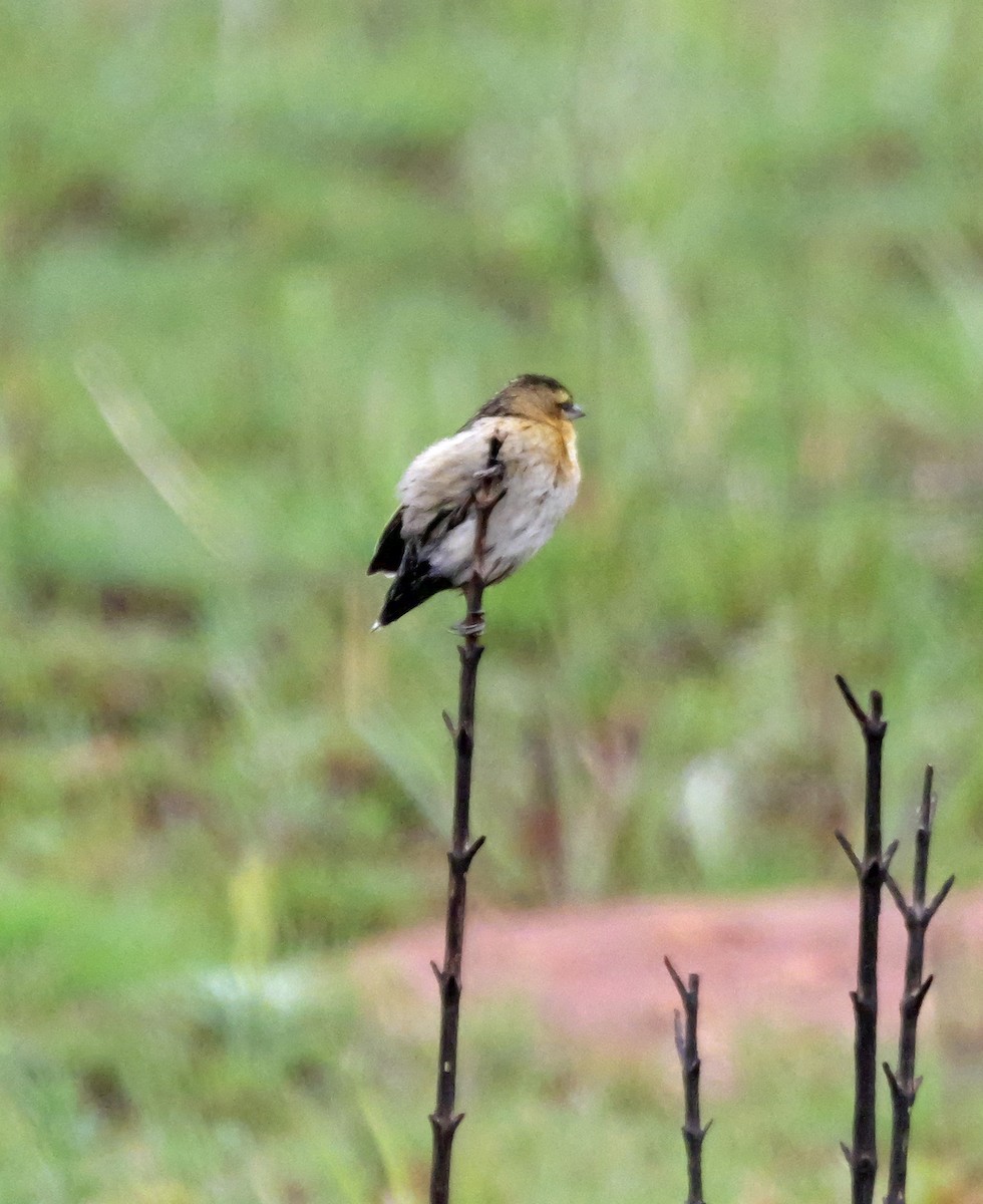 Red-collared Widowbird - ML643981819