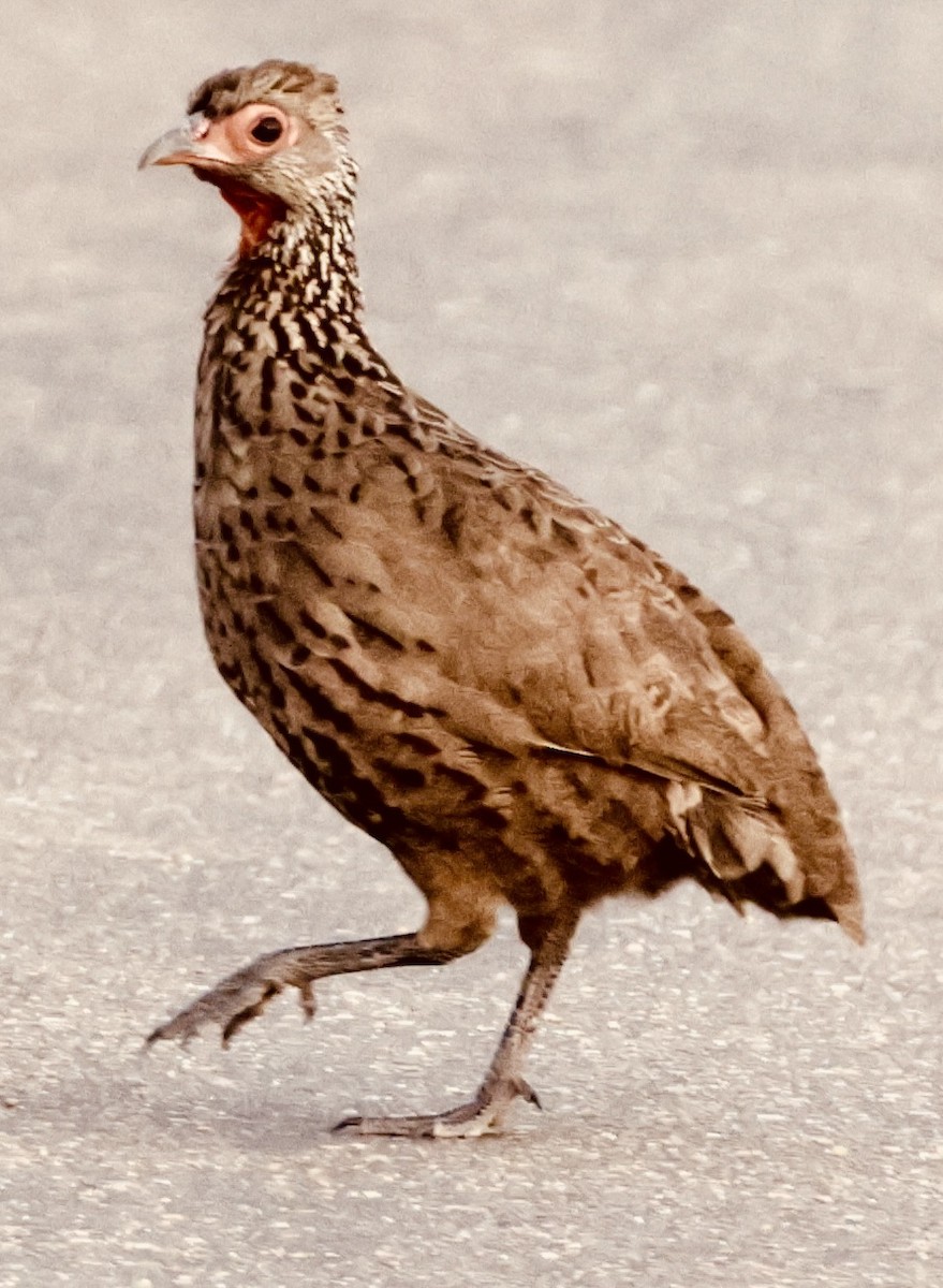 Dere Turacı - ML643981820