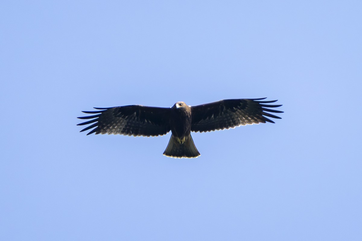 dvergørn - ML643981830