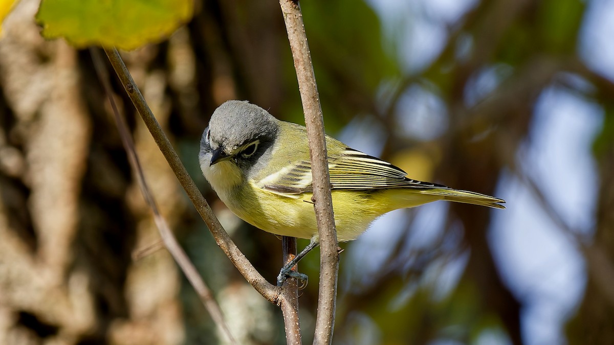 Graukopfvireo - ML643981848