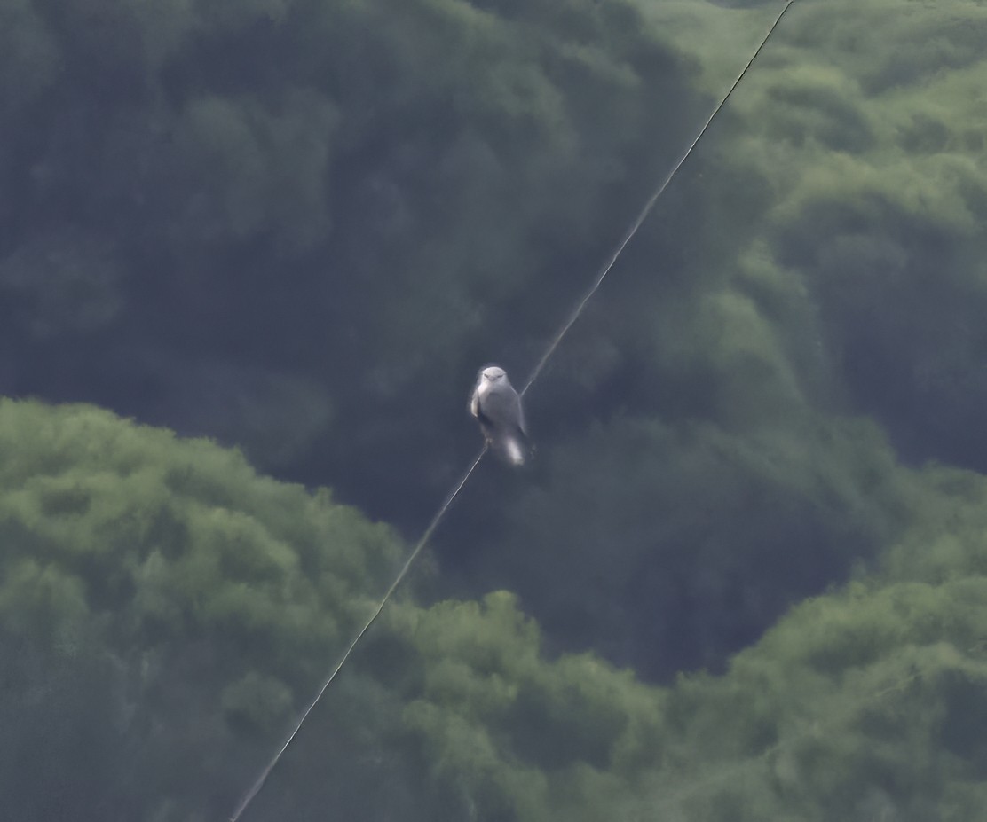 luněc šedý - ML643981857