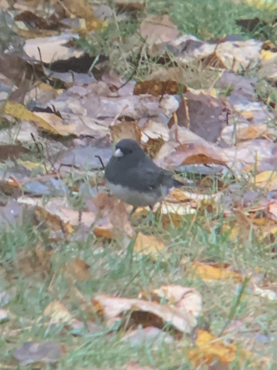 Junco ardoisé - ML643981875