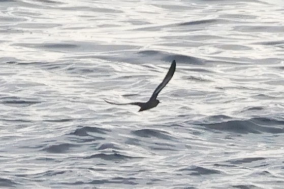 Heinroth's Shearwater - ML643981876