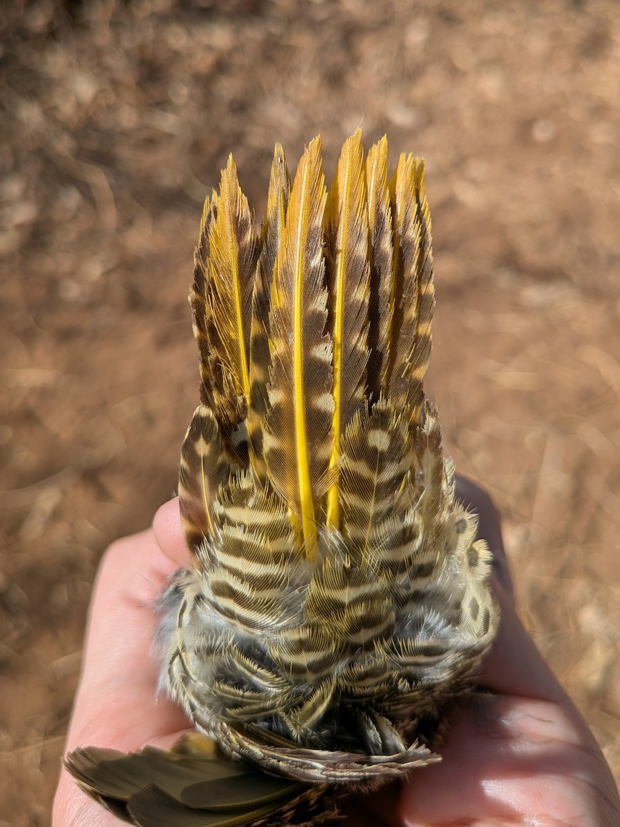 Nubian Woodpecker - ML643981911