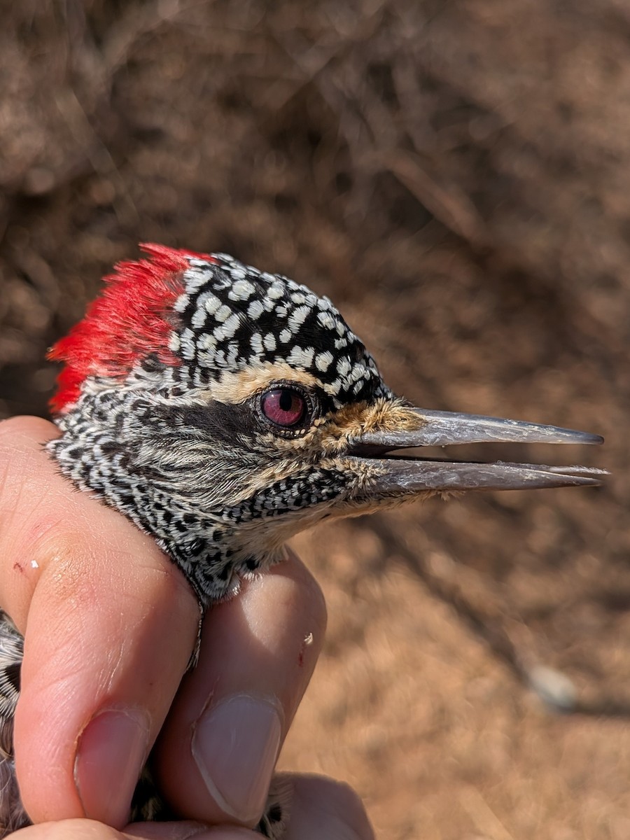 Nubian Woodpecker - ML643981912