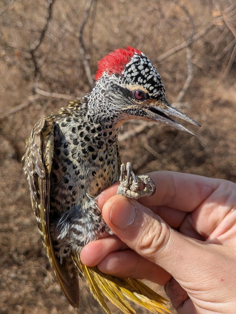 Nubian Woodpecker - ML643981913