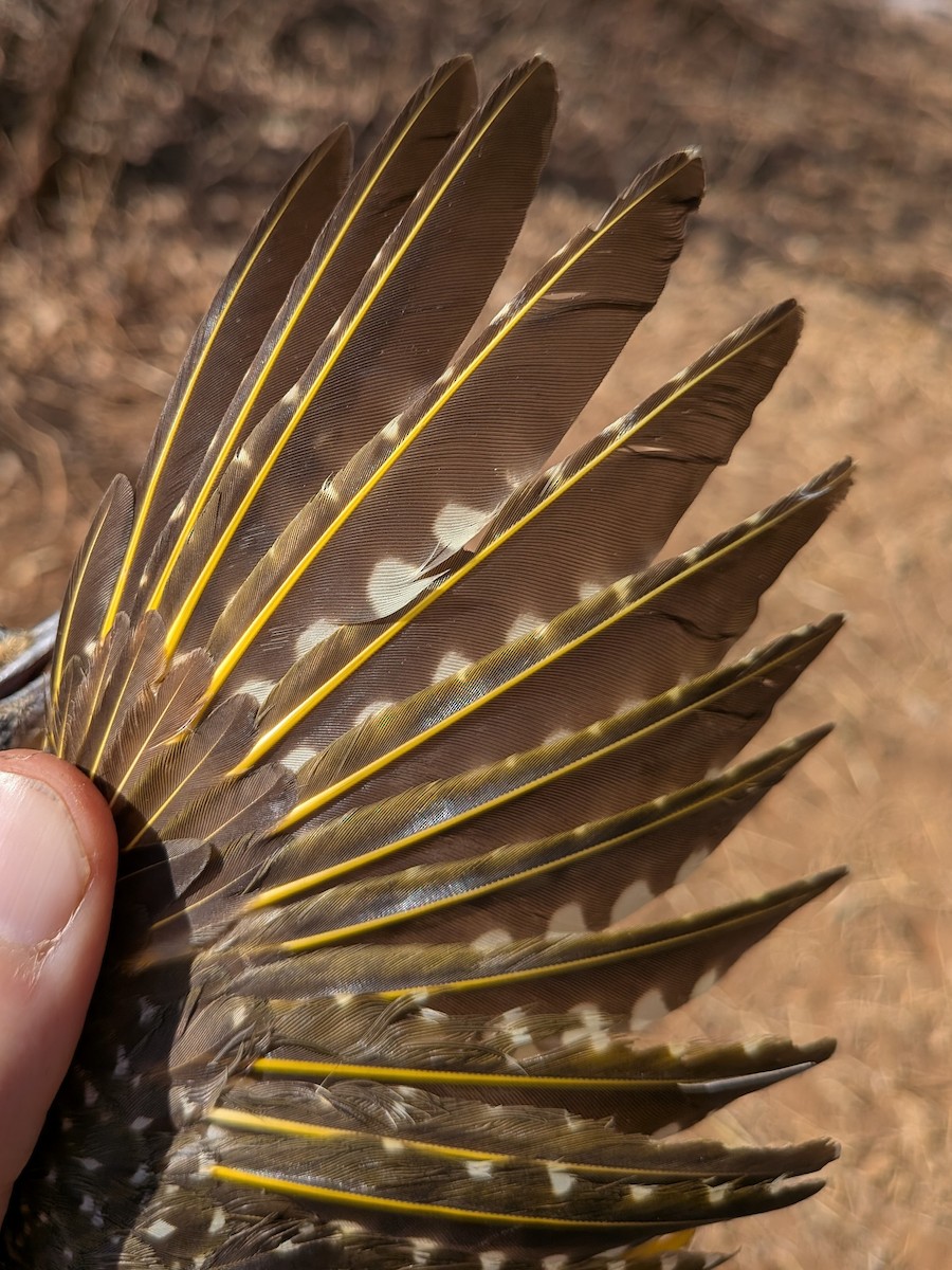 Nubian Woodpecker - ML643981914