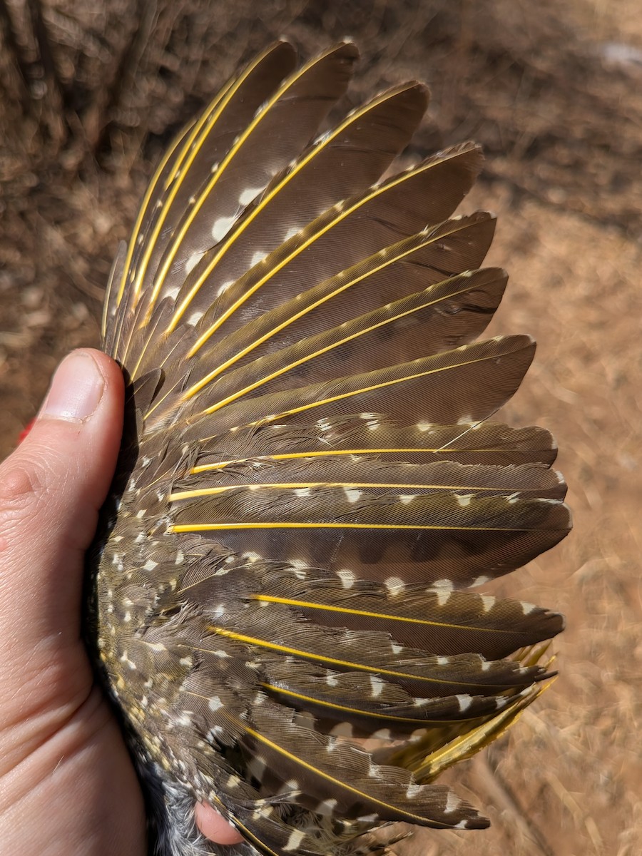 Nubian Woodpecker - ML643981916