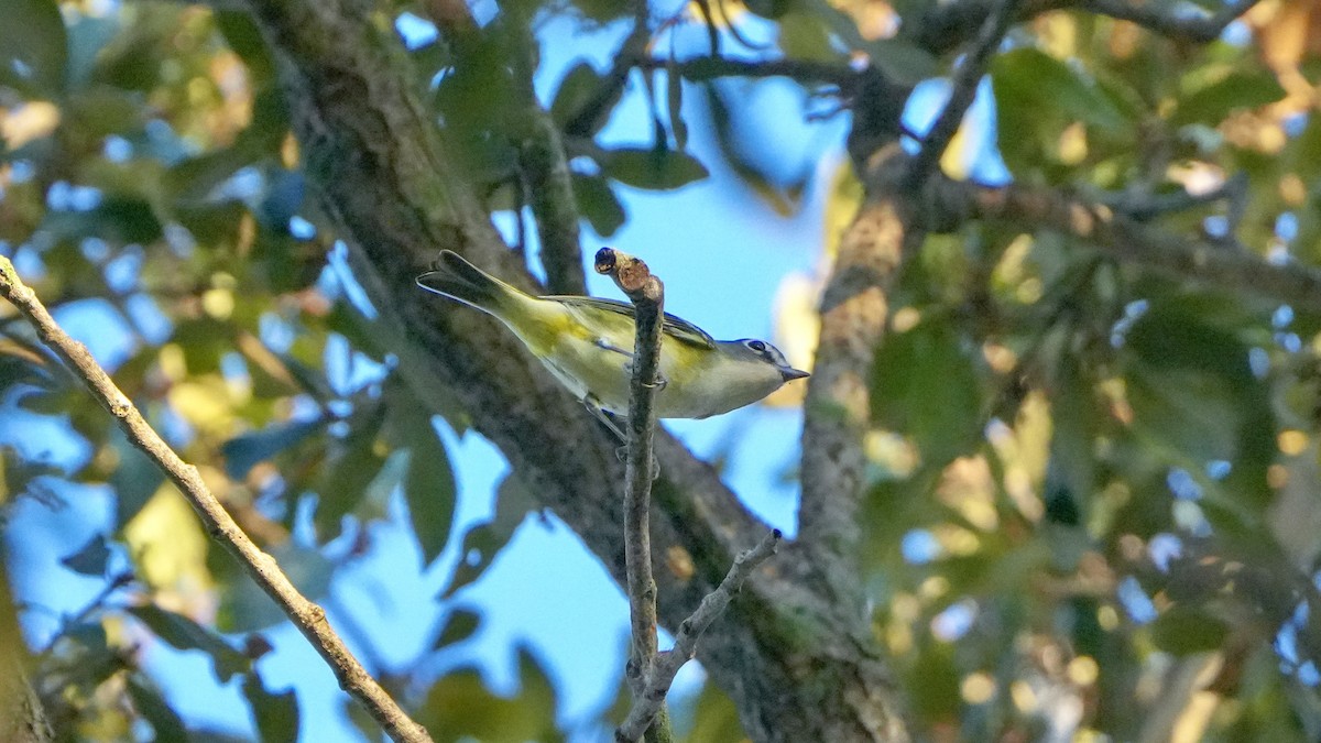 Graukopfvireo - ML643981924
