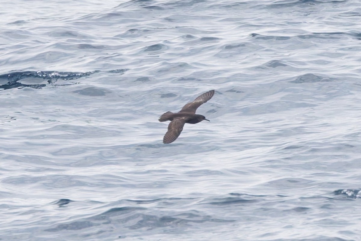 Heinroth's Shearwater - ML643981927