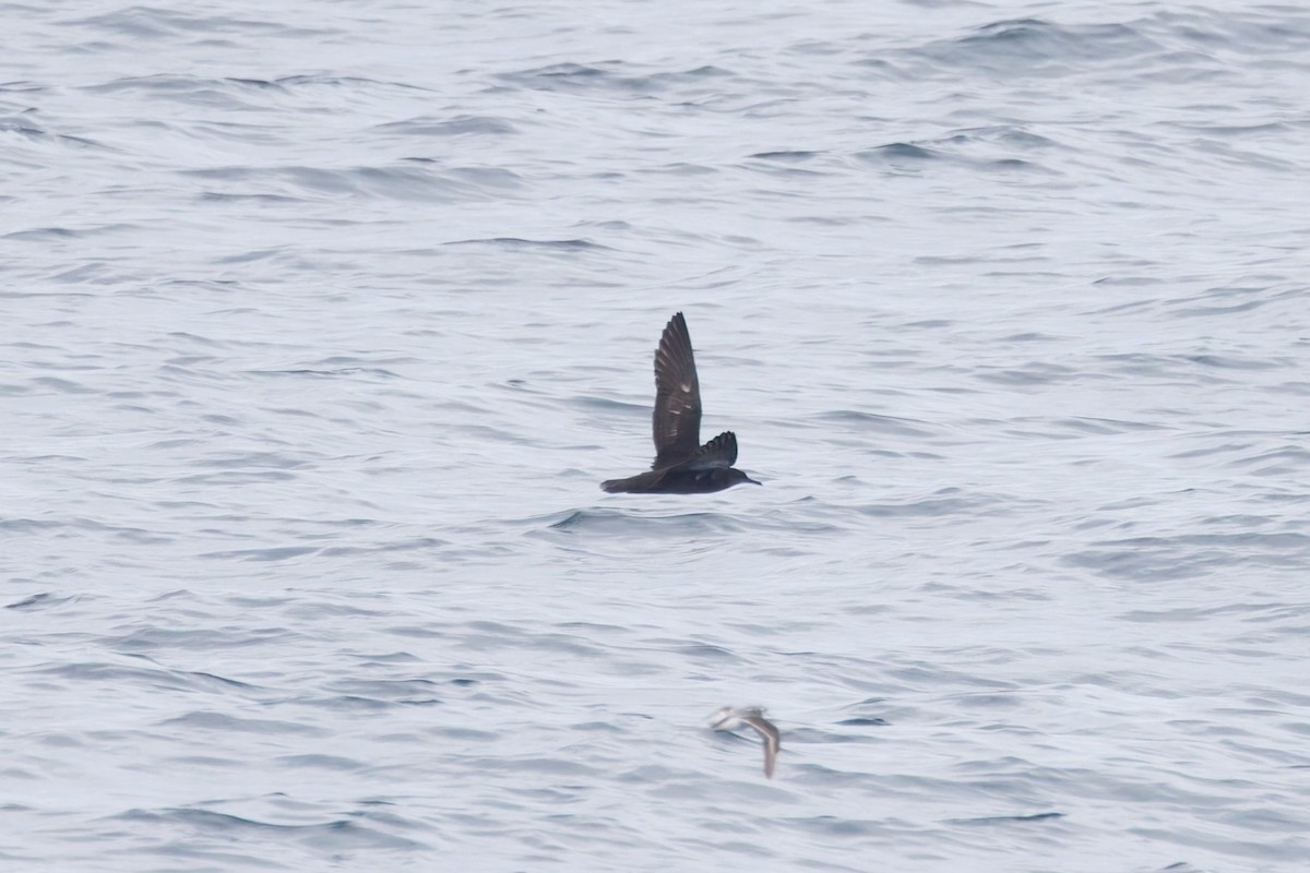 Heinroth's Shearwater - ML643981928