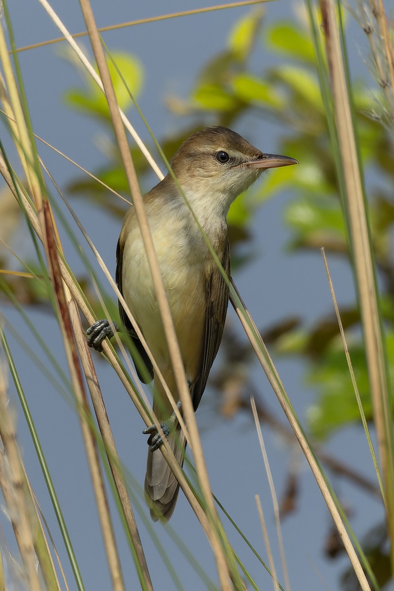 Clamorous Reed Warbler - ML643981931