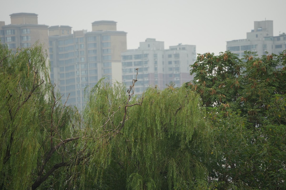 Étourneau soyeux - ML643981932