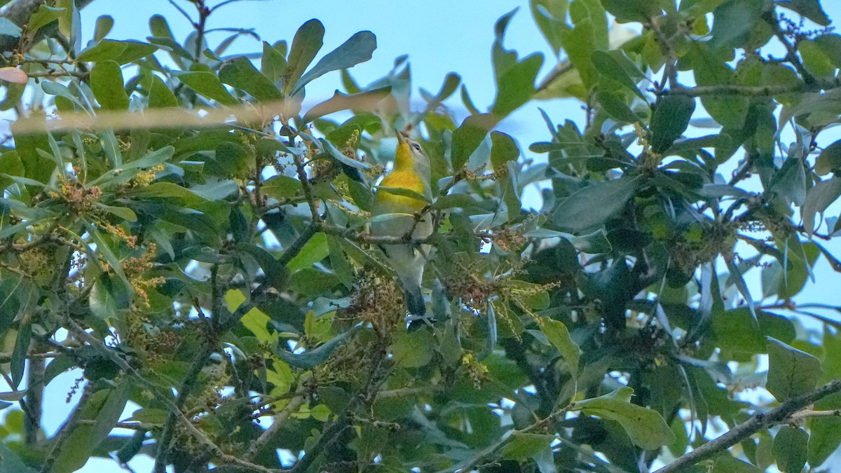 Northern Parula - ML643981940