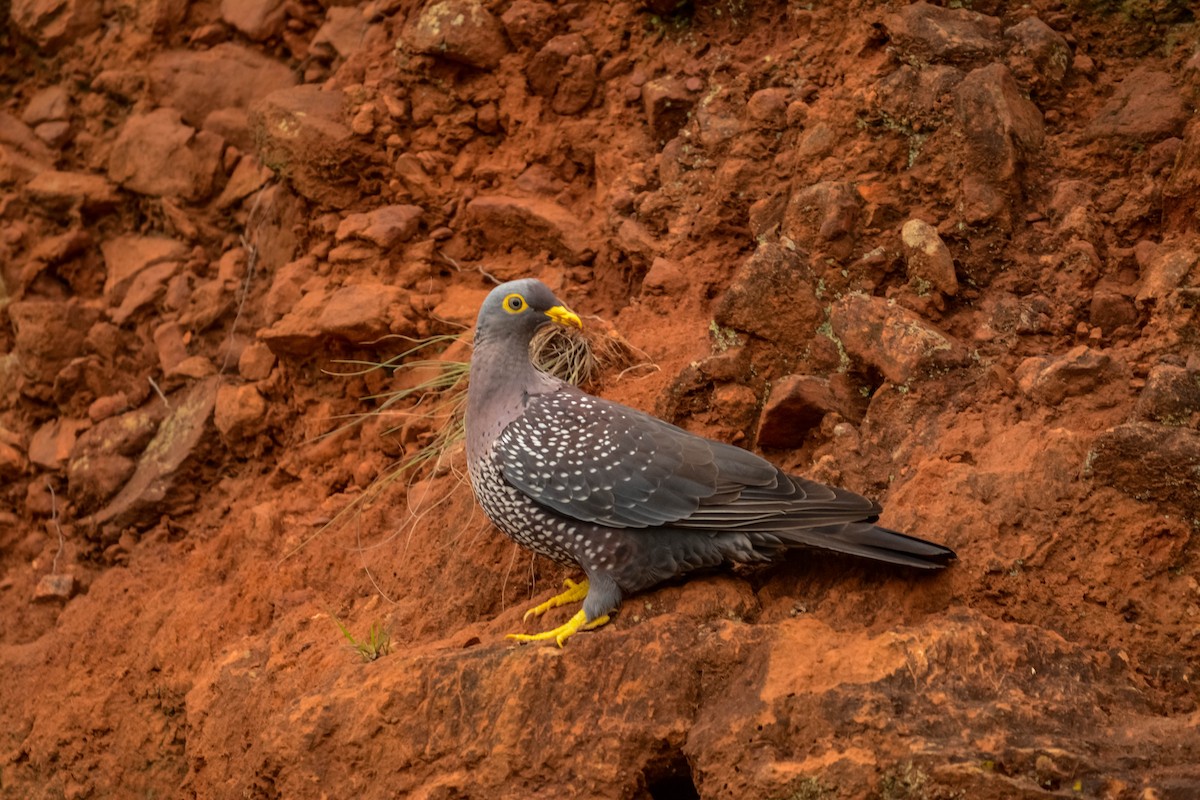 Rameron Pigeon - ML643981941