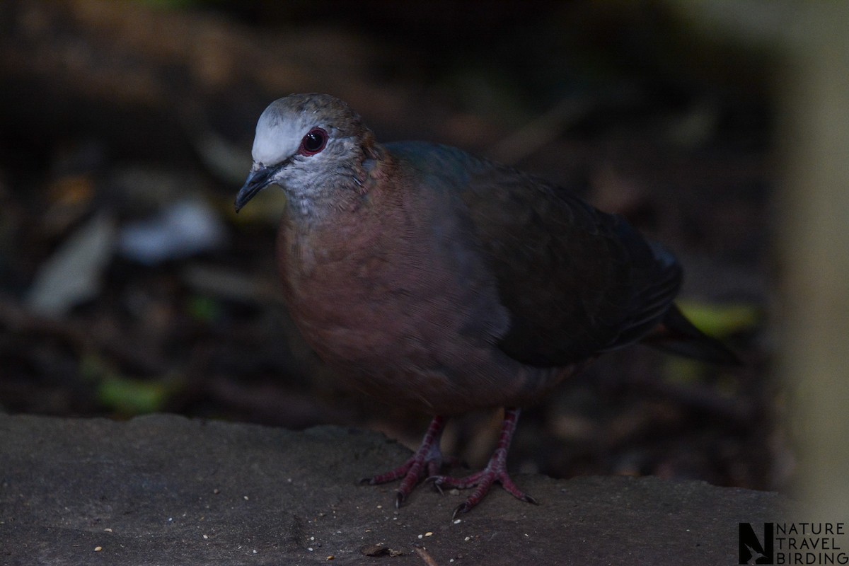 Lemon Dove - ML643981946