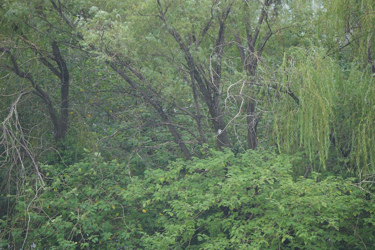 Crested Kingfisher - ML643981950