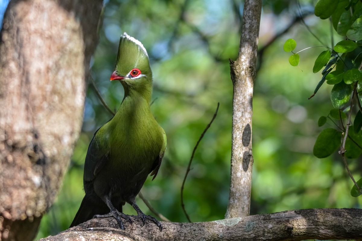 natalturako - ML643981956