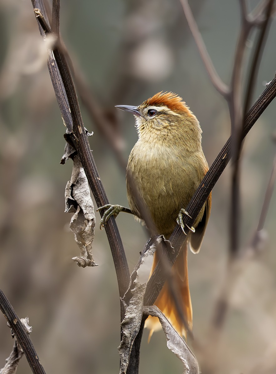 Pallid Spinetail - ML643981969