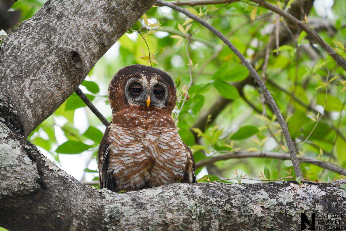 African Wood-Owl - ML643981990