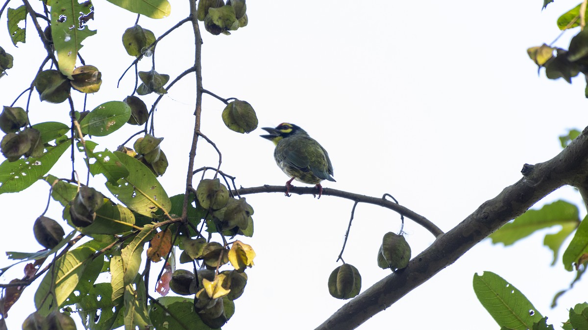 Coppersmith Barbet - ML643981994