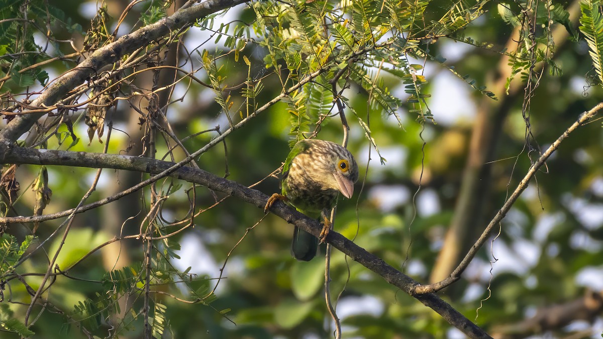 Lineated Barbet - ML643981997