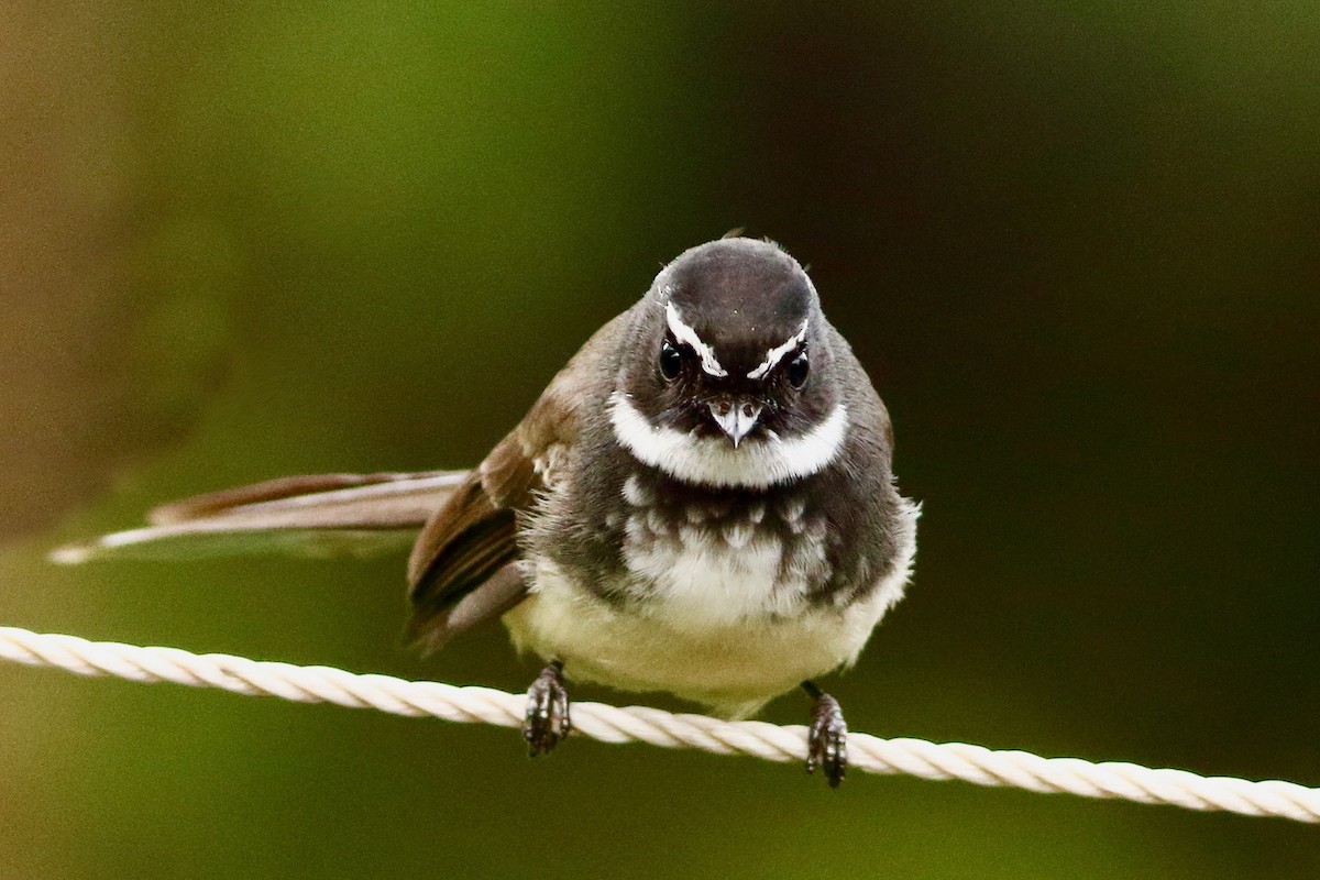 Spot-breasted Fantail - ML643982016