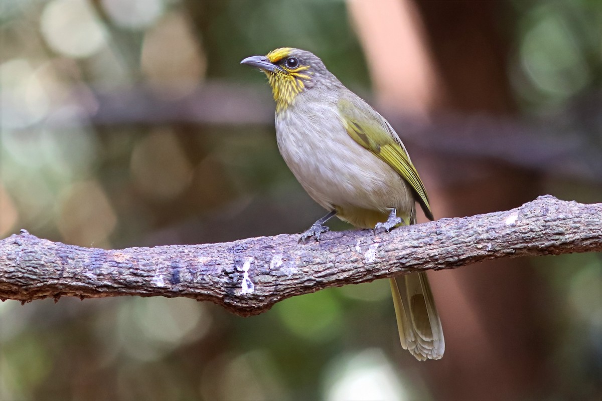 Bulbul de Finlayson - ML643982020