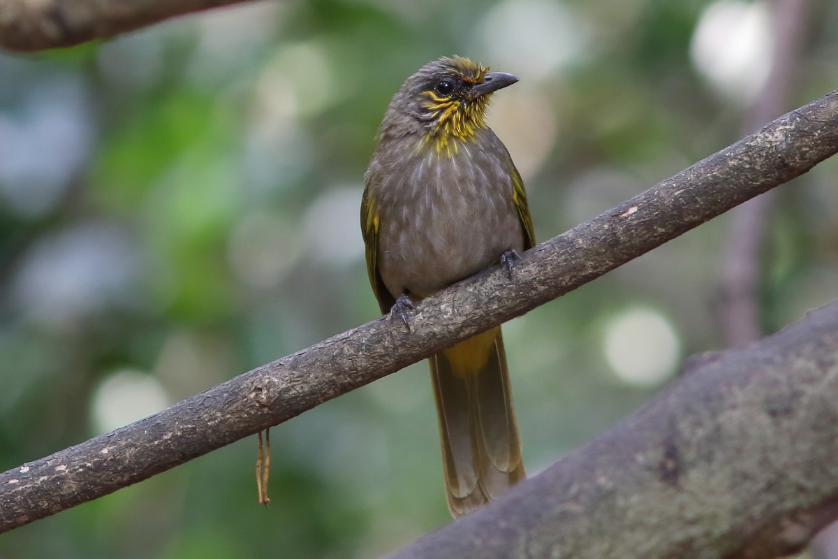 Bulbul de Finlayson - ML643982024