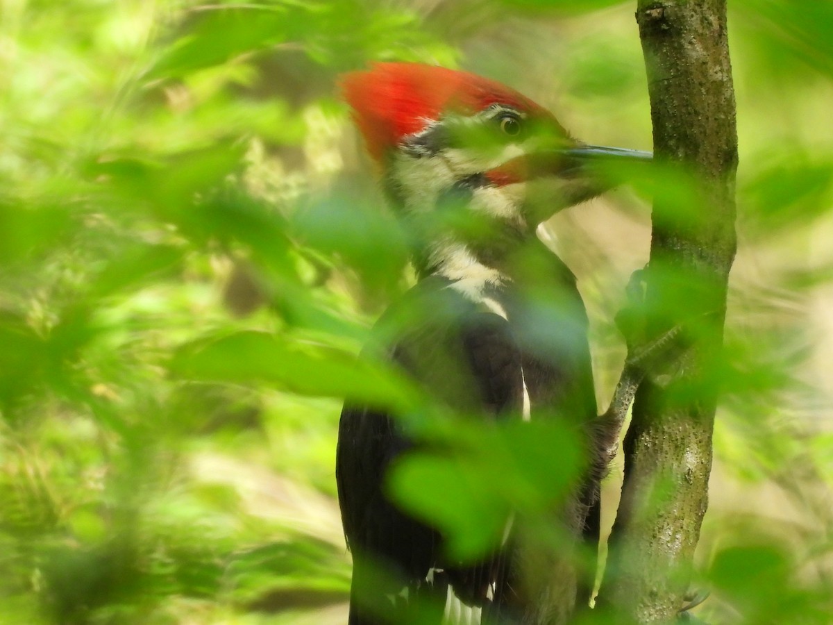 Pileated Woodpecker - ML643982028