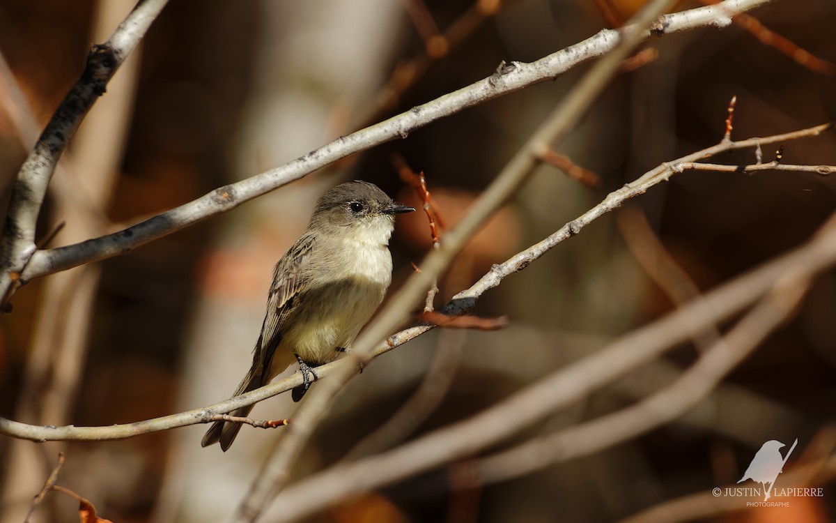 Eastern Phoebe - ML643982033
