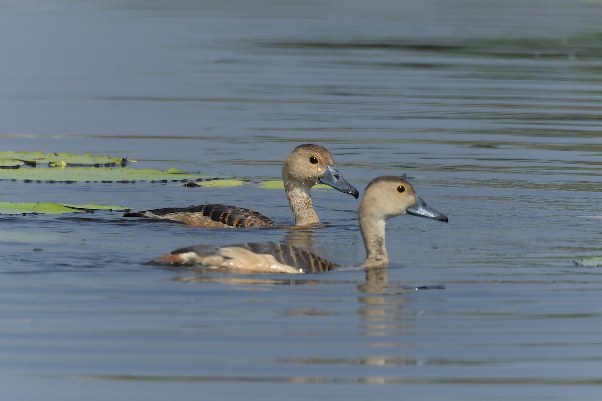 Lesser Whistling-Duck - ML643982035