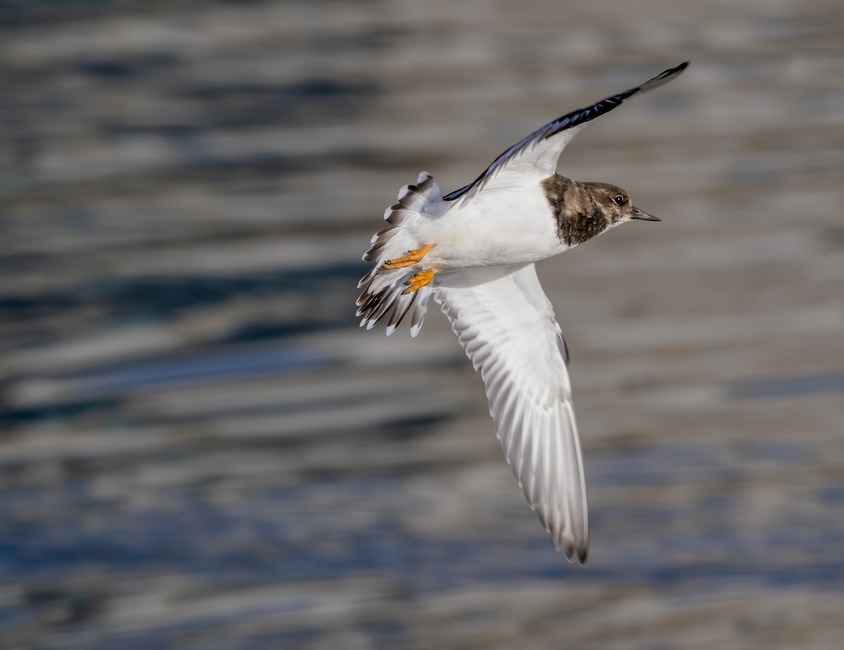Ruddy Turnstone - ML643982036