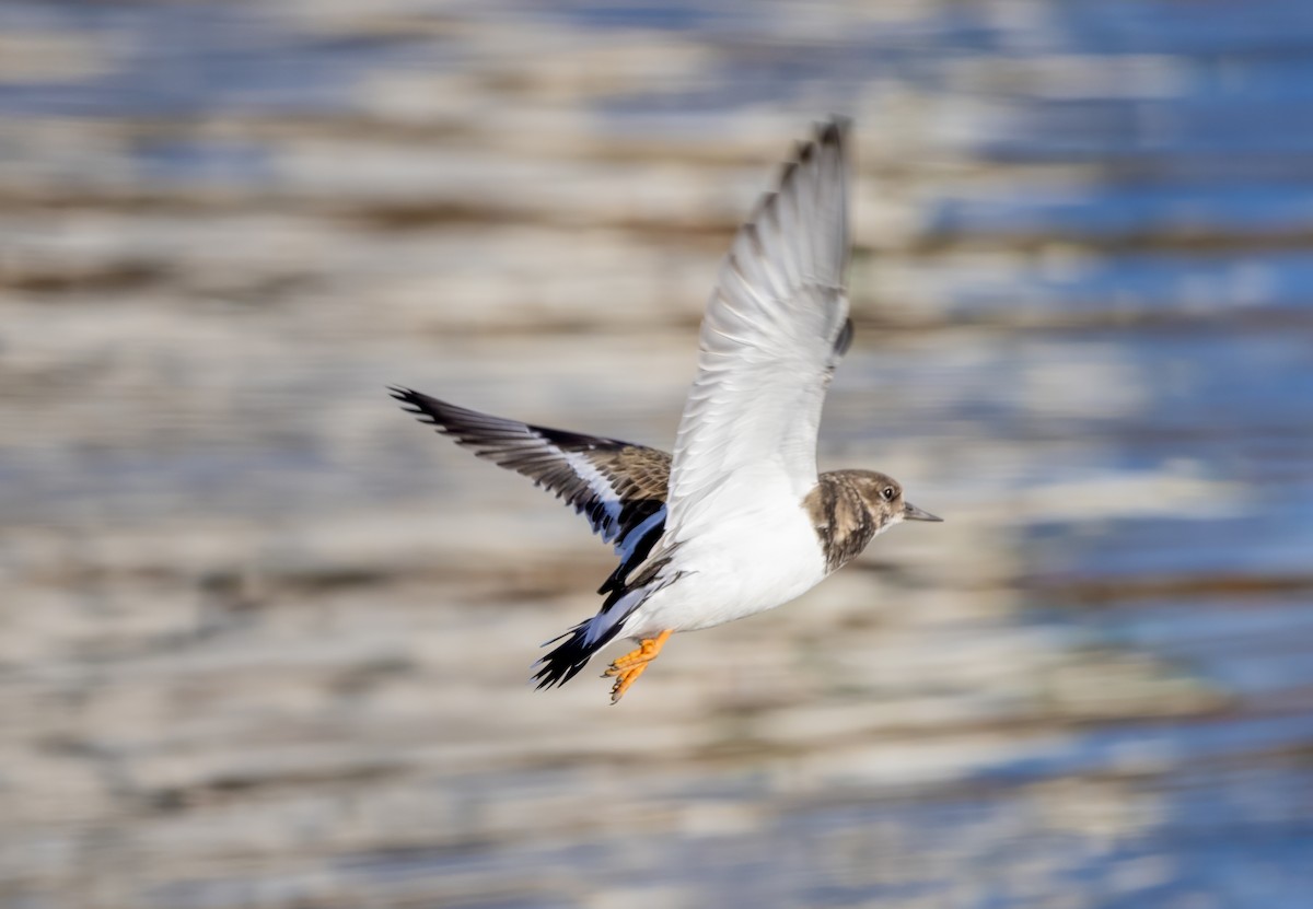 Ruddy Turnstone - ML643982037