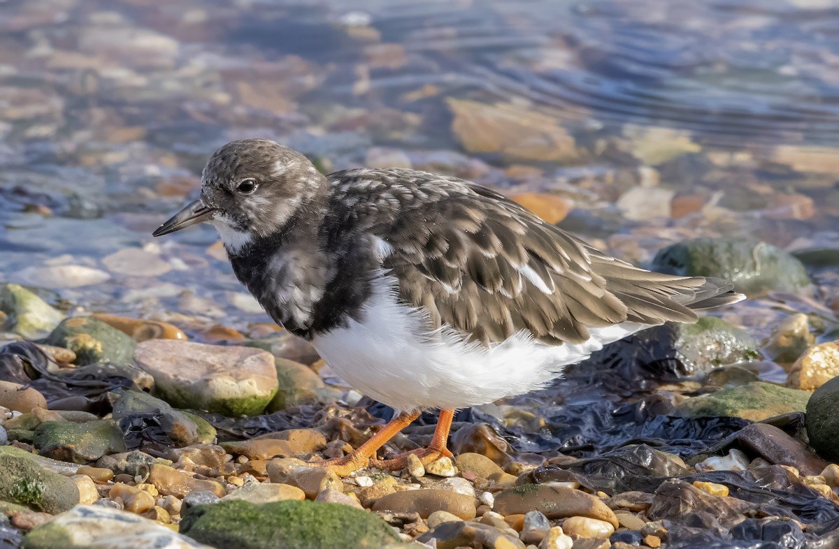 Ruddy Turnstone - ML643982038