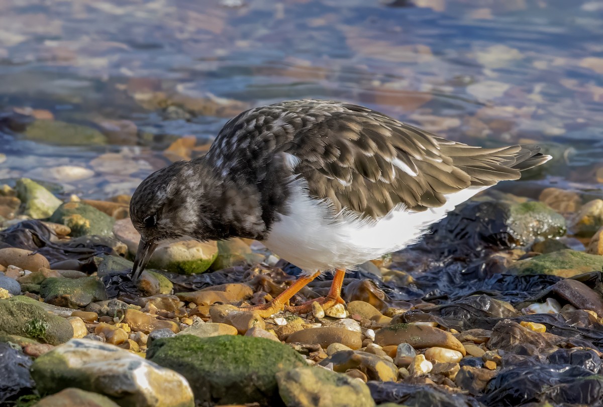 Ruddy Turnstone - ML643982039