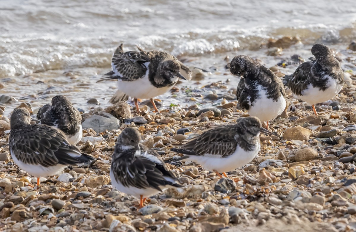 Ruddy Turnstone - ML643982040